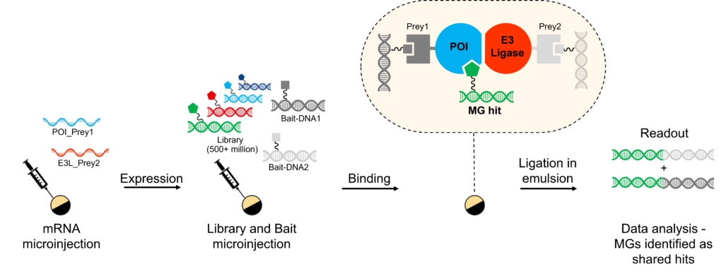 molecular glue wokrflow